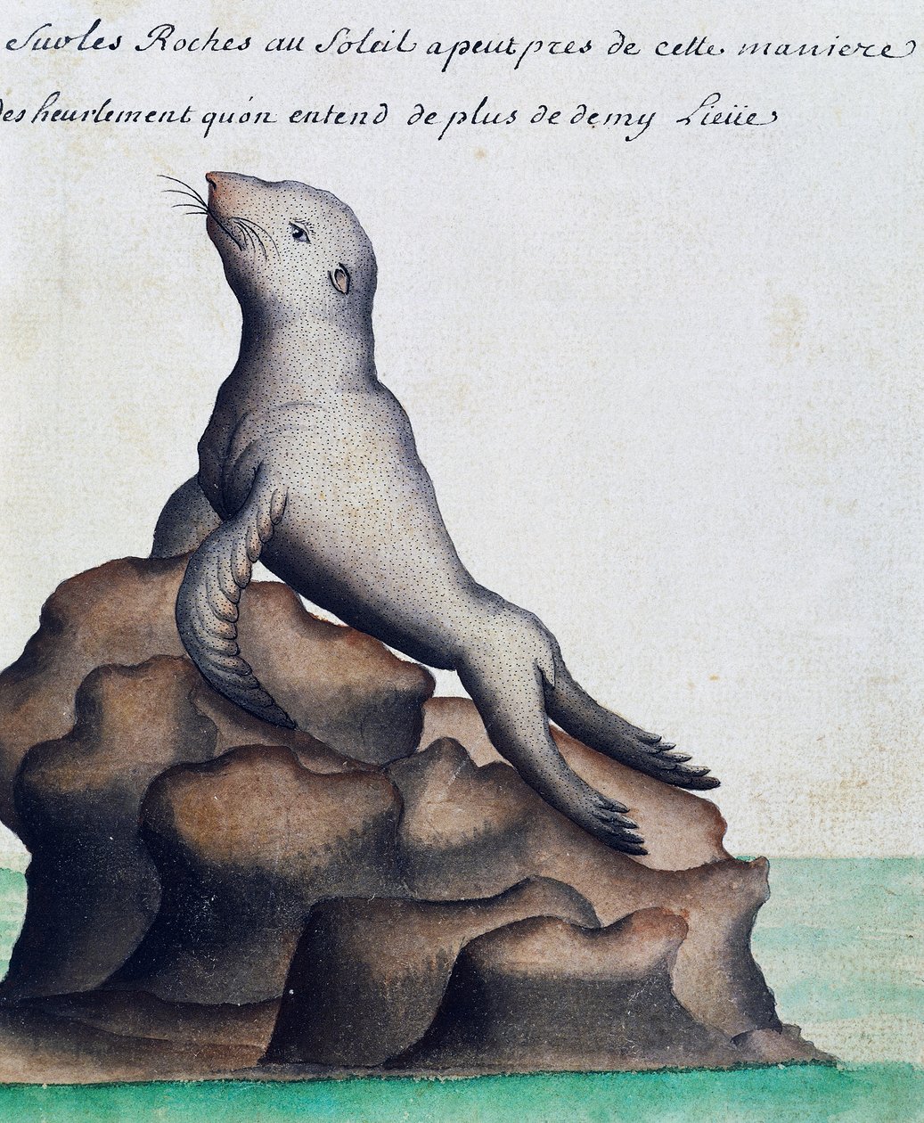 Sigill, Galapagosöarna, akvarell från loggbok av Jacques Gouin de Beauchesne (1652-1730), kapten på Compagnie royale de la Mer du Sud, från 1698 till 1701, Frankrike av French School