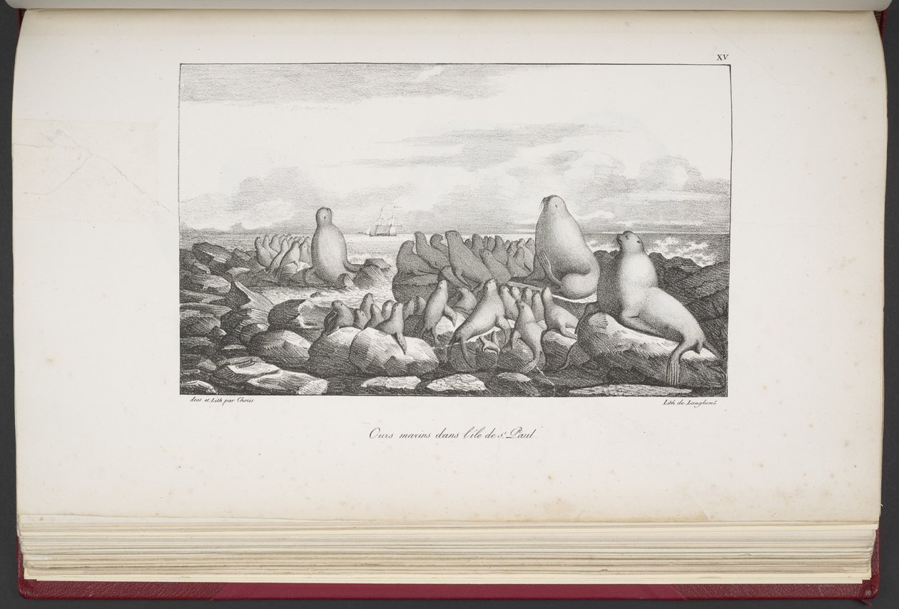 Sälar på Saint Paul Island, från "Utsikter och landskap av jämnjämningsregionerna, samlade på en resa runt världen", av Louis Choris av French School