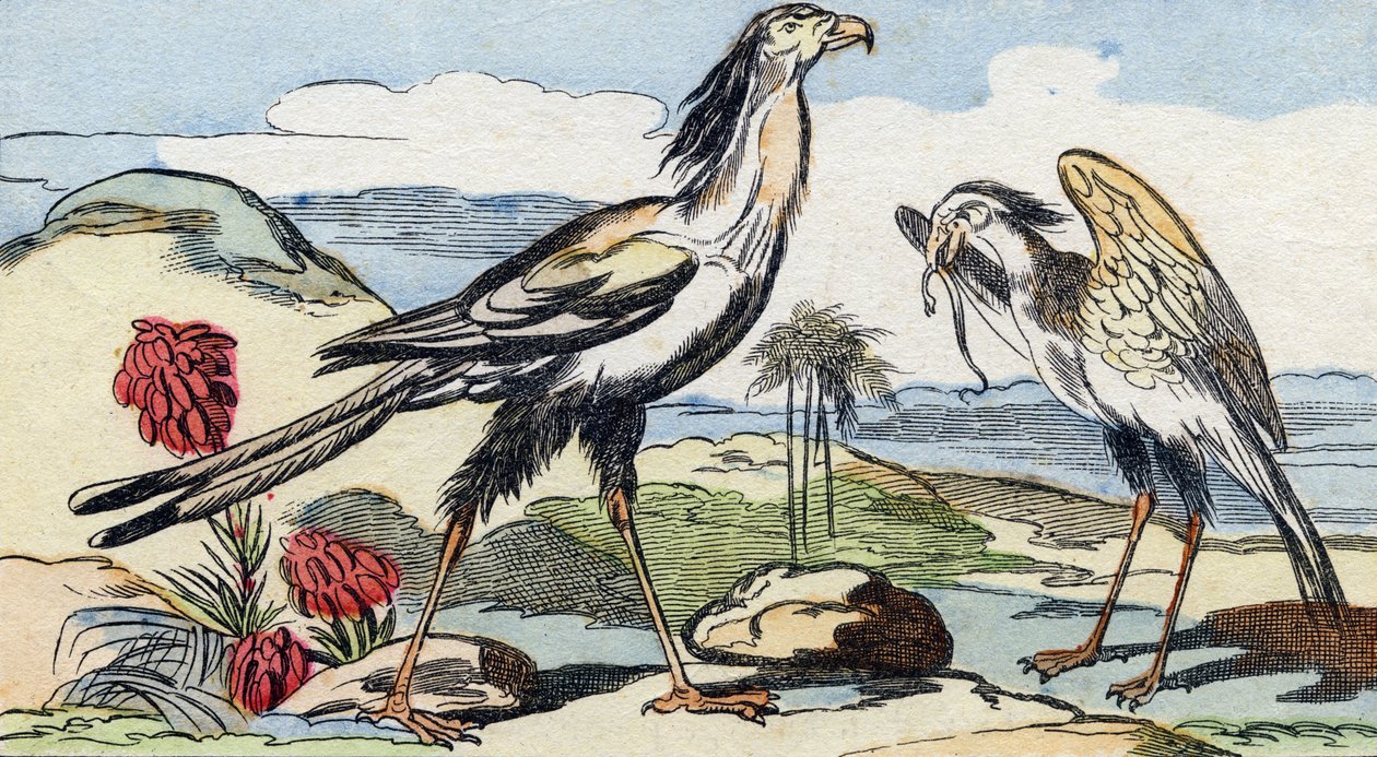 Serpentary. Gravyr i "Buffon Alphabet des Oiseaux n 2". 3:e Serie N 2. Avbildning av Epinal, Epinal, sent 1800-tal. 16 sidor. Mått: 28x21cm av French School