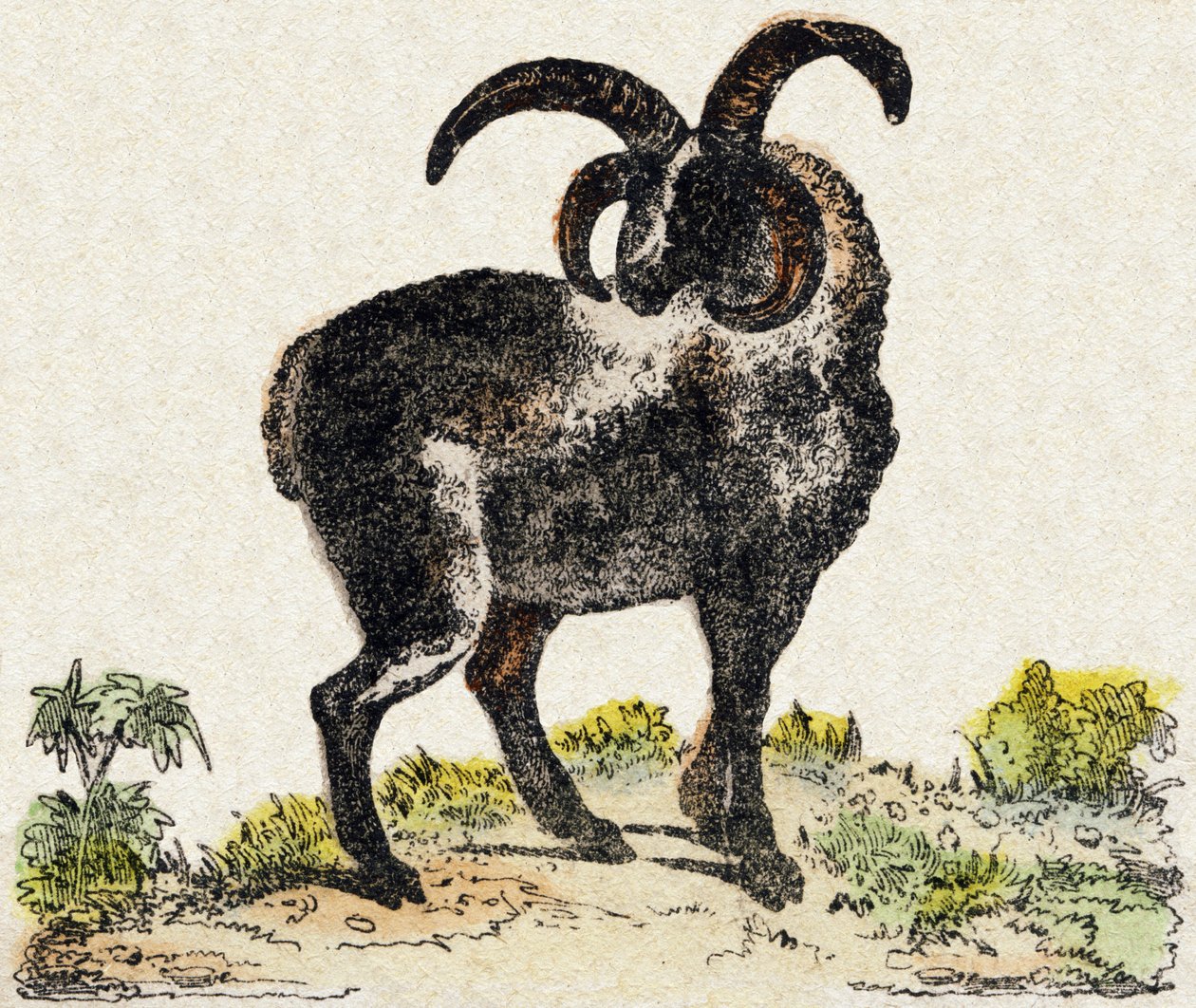 Får. Gravyr i "" Alphabet des animaux sauvages"". 9:e serien. Bildspråk av Epinal, Pellerin, tryckare-förlag, ca 1870. Gravyrer på trä, stencilerade. 16 sidor. Mått: 20 x 15 cm. Privat samling av French School