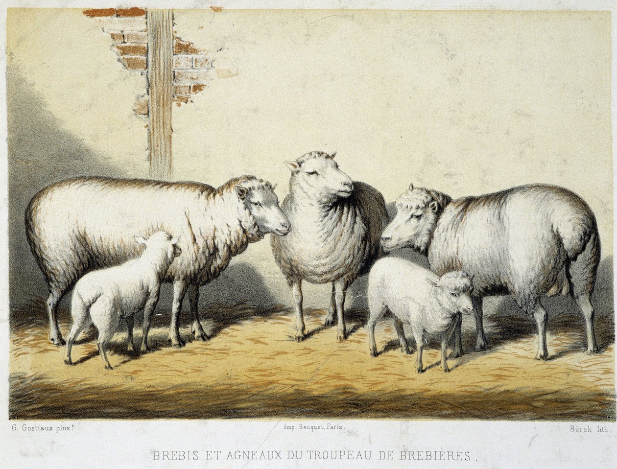 Får och lamm från Brebières-besättningen - Litografi av French School