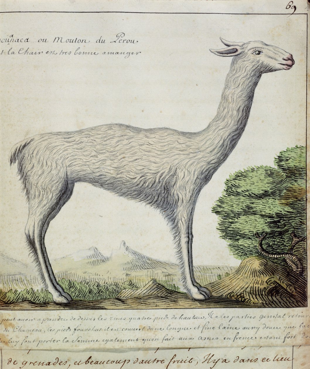 Får från Peru (lama eller alpacka) (wc på papper) av French School