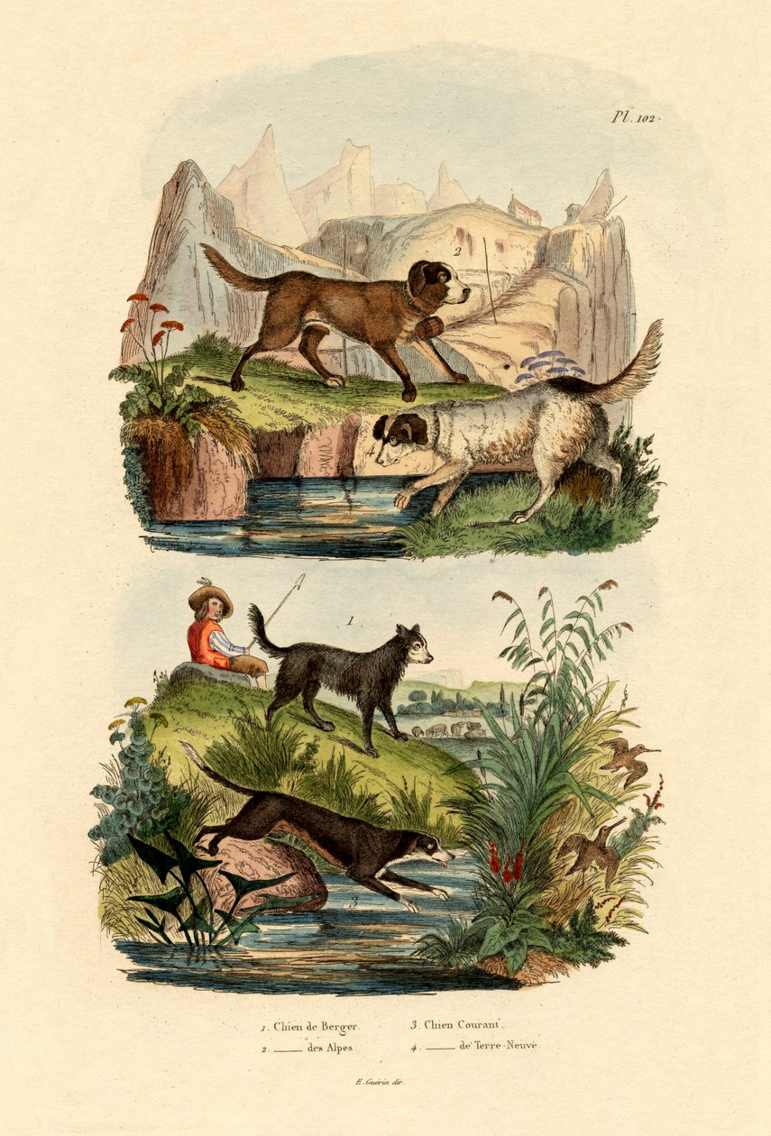 Herdehund, 1833-39 av French School