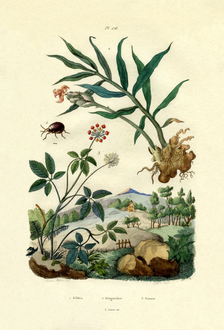 Glänsande spindelbagge, 1833-39 av French School
