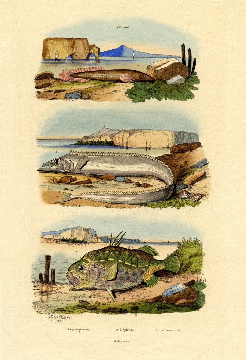 Shore Clingfish, 1833-39 av French School