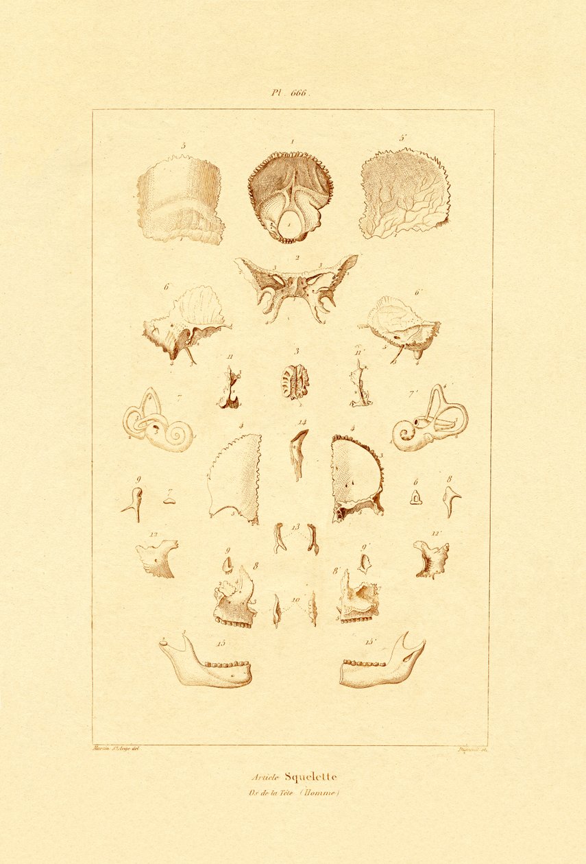 Skelett, 1833-39 av French School