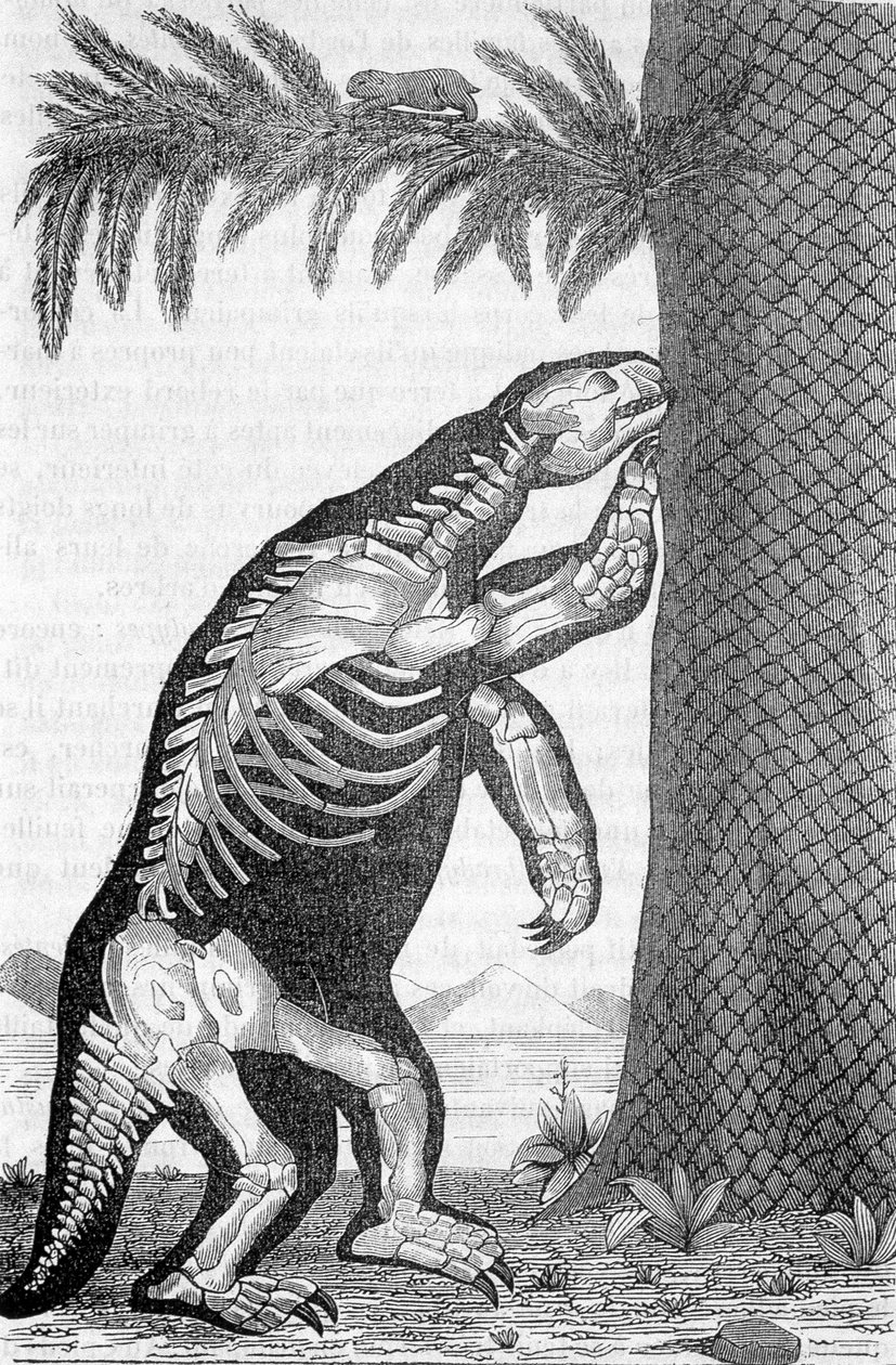 Skelett av megaterium - i "Världen före människans skapelse" av Camille Flammarion av French School