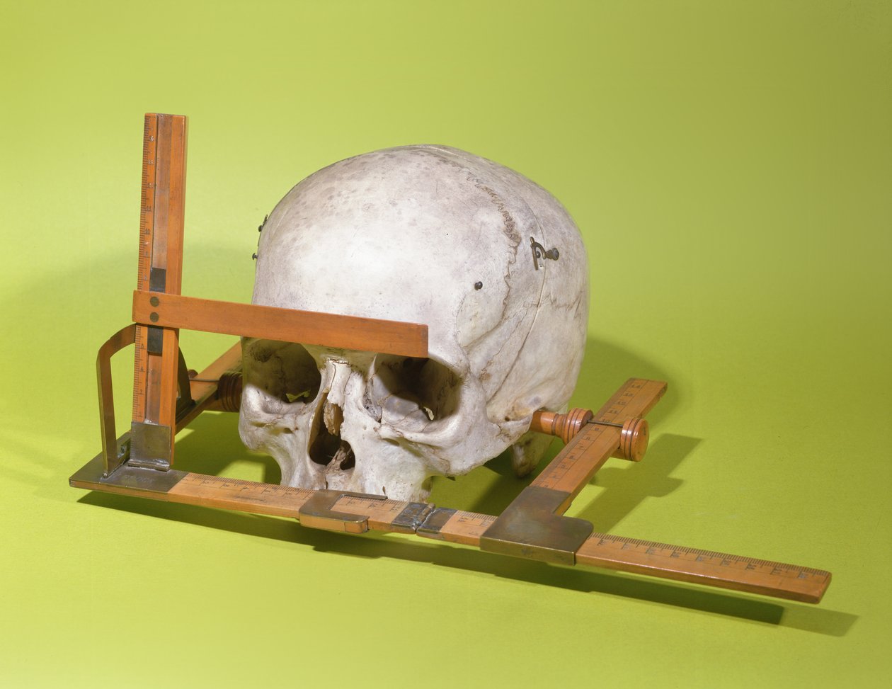 Skalle i en ansiktsgoniometer konstruerad av Paul Broca (1824-88) (trä & koppar) av French School