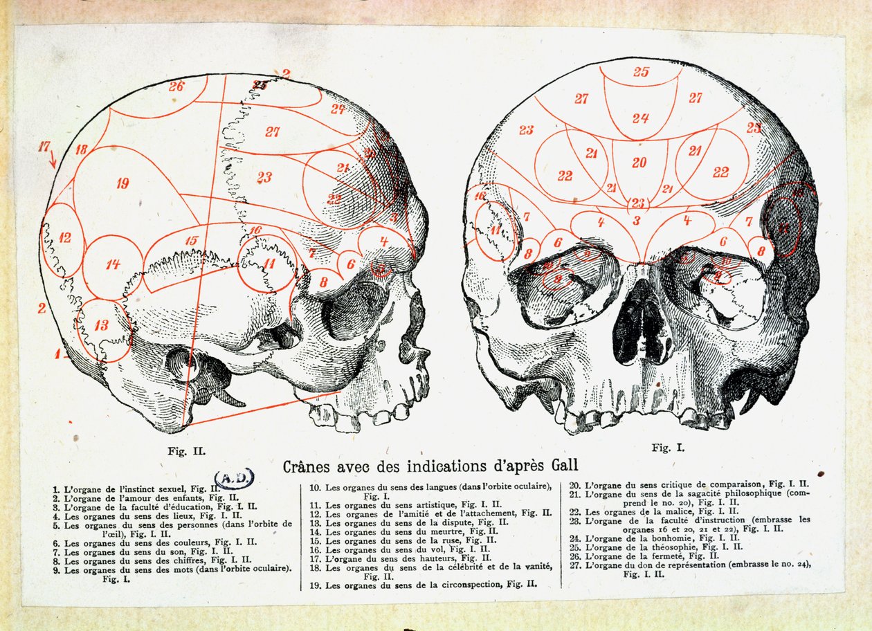 Skalle med frenologiska indikationer efter Franz Josef Gall (1758-1828) av French School