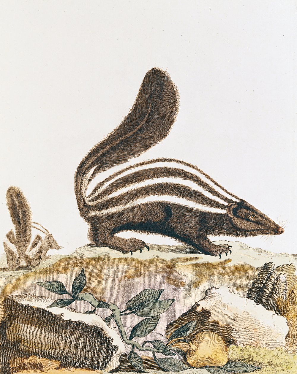 Skunk, från "Histoire Naturelle" av Georges Louis Leclerc Buffon (1707-88) 1749-1804 av French School