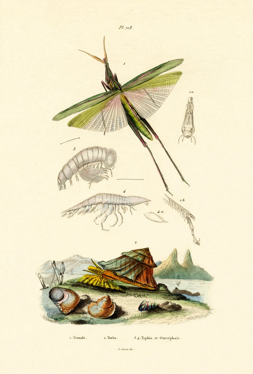 Snedvänd gräshoppa, 1833-39 av French School