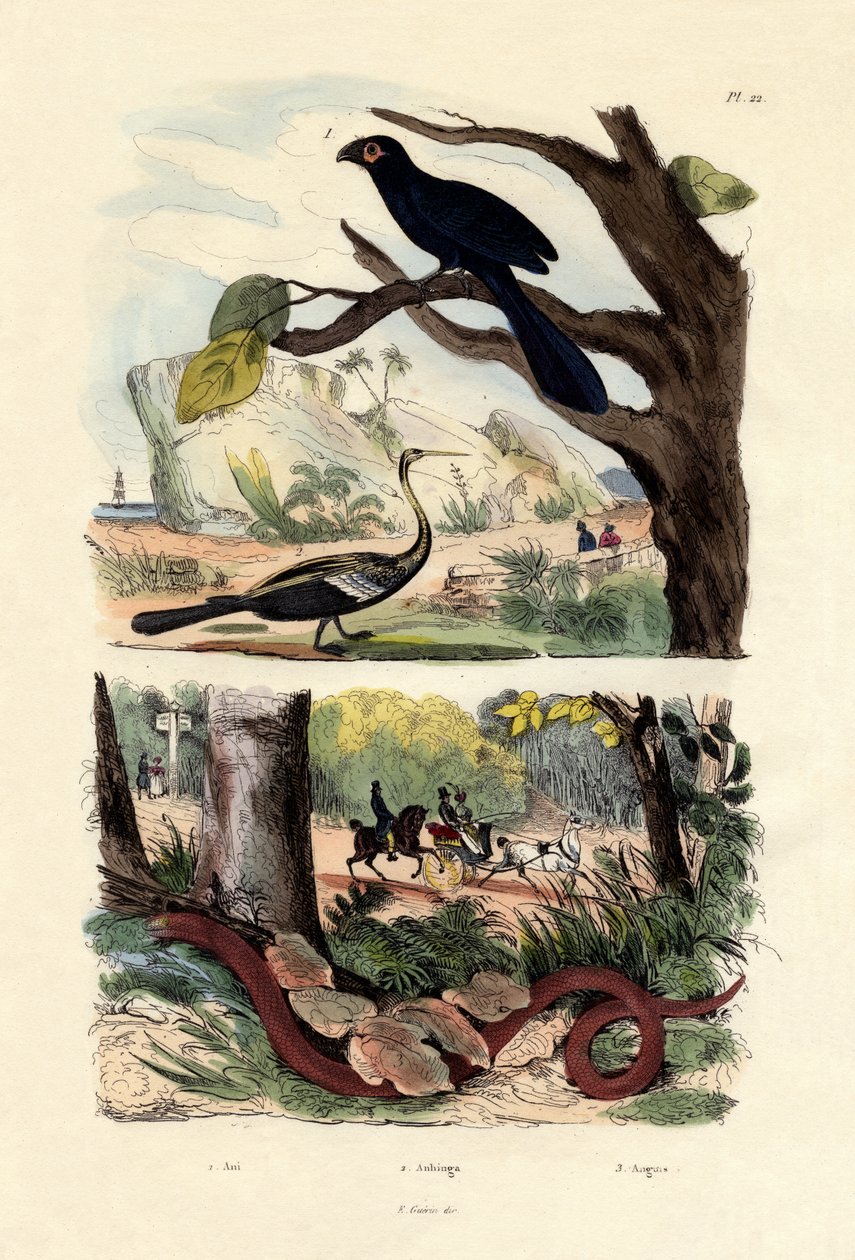 Slätnäbbade Ani, 1833-39 av French School