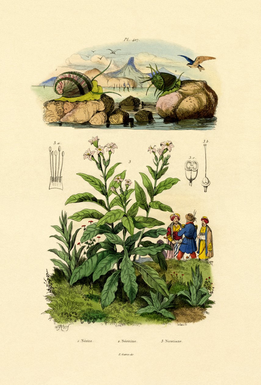 Sniglar, 1833-39 av French School