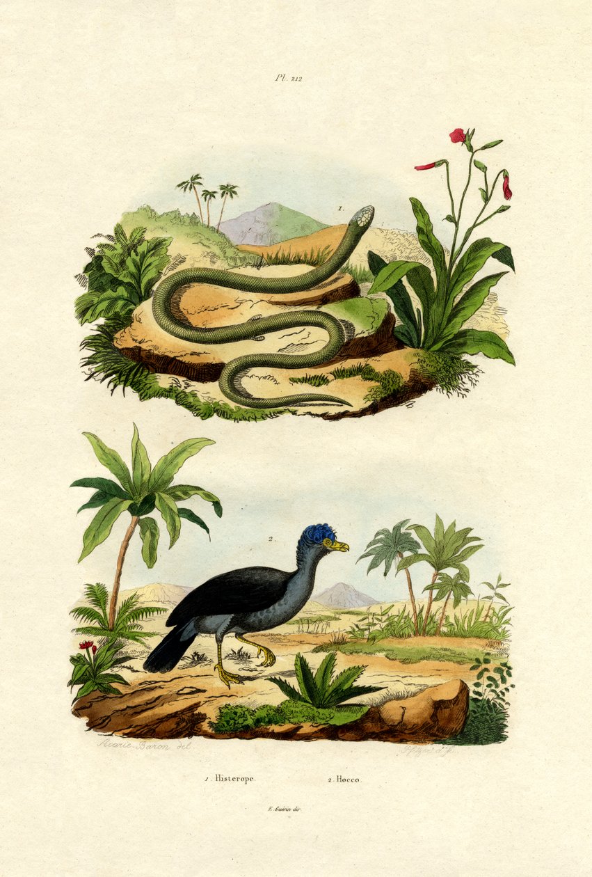 Orm, 1833-39 av French School