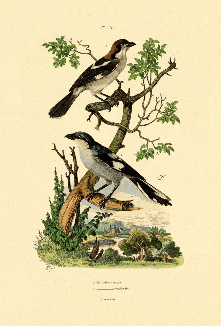 Södra gråskriken, 1833-39 av French School