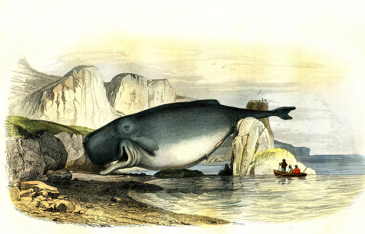 Kaskelot (Physeter macrocephalus) - Planche extraherad från Histoire Naturelle av Bernard Germain de Lacepede (1856-1925), upplaga P.Furme, Paris av French School