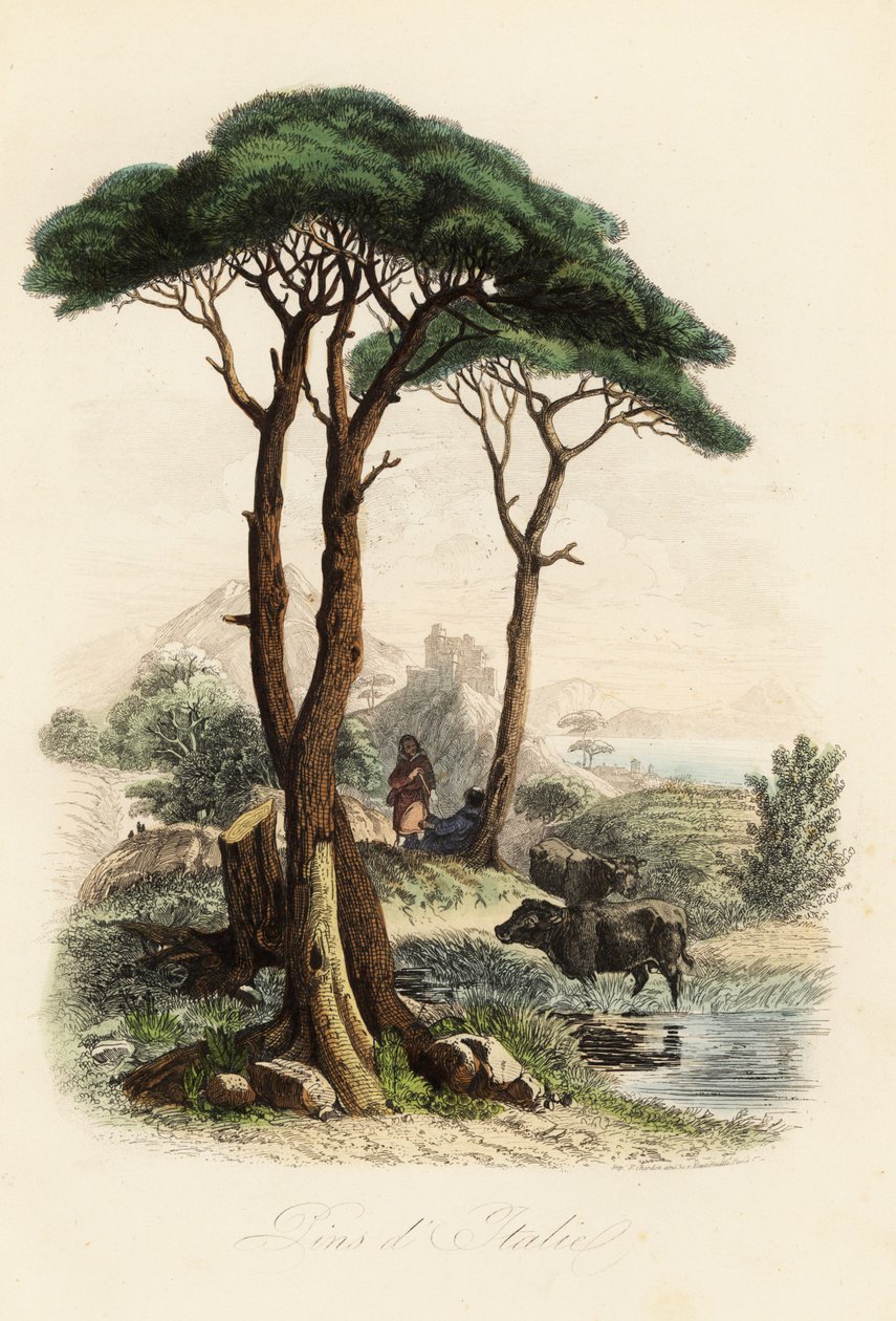 Sten tall, Pinus pinea, även känd som italiensk tall, paraply tall och parasol tall av French School
