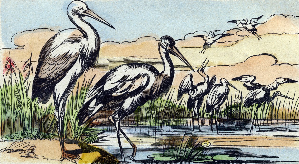 Stork. Gravyr i "Buffon Alphabet des Oiseaux n 1". 3:e Serie N 1. Avbildning av Epinal, Epinal, sent 1800-tal. 16 sidor. Mått: 28x21cm av French School