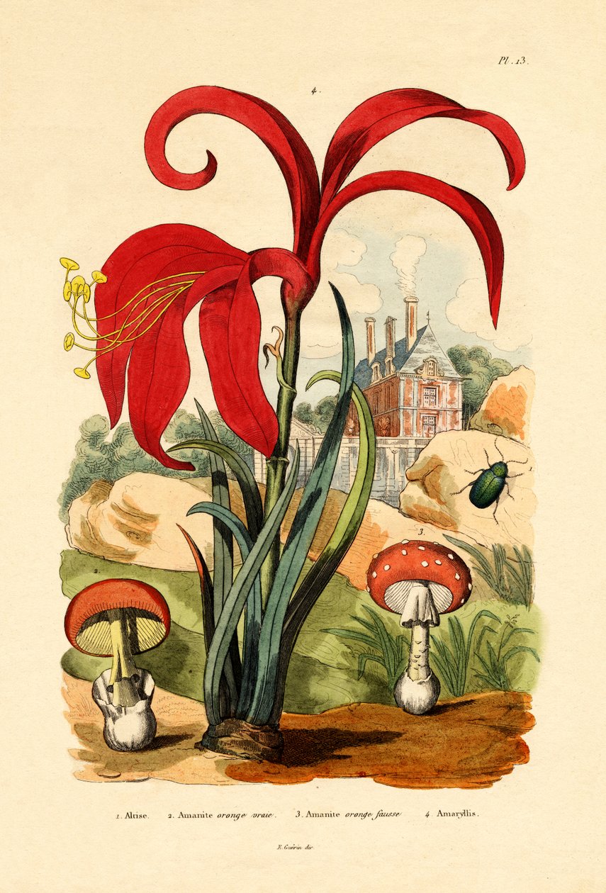 Randig loppbagge, 1833-39 av French School