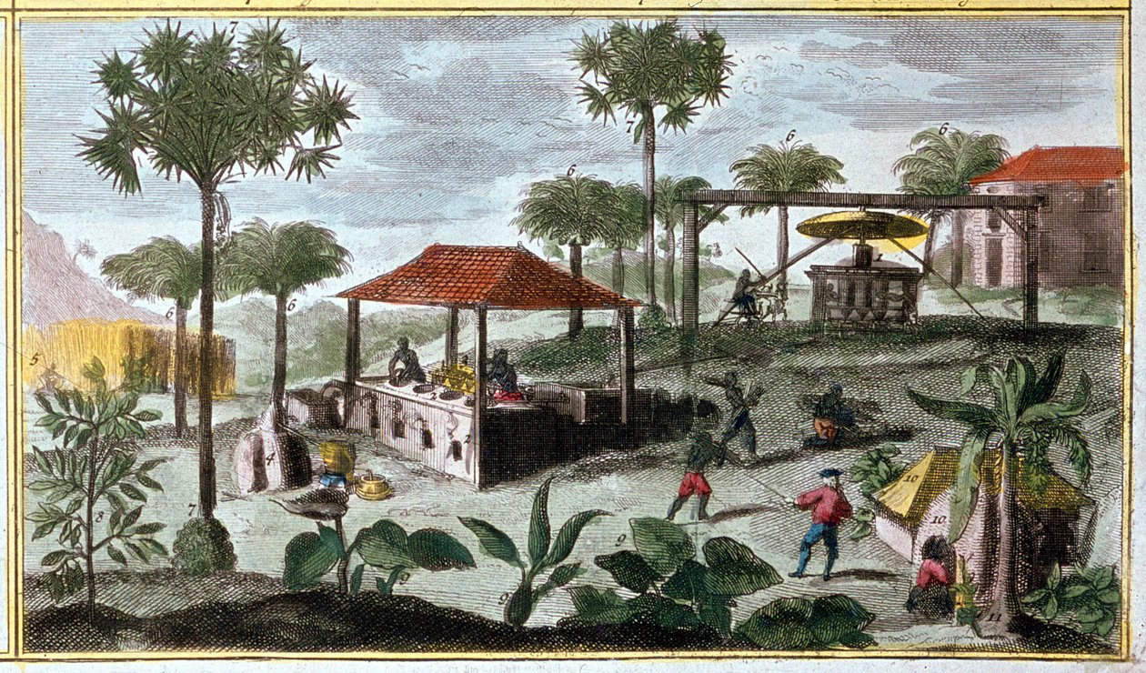 Sockerproduktion i Västindien, detalj av 00155 - i "" Antillernas allmänna historia bebodda av fransmännen av Du Tertre", tidigt 1800-tal av French School