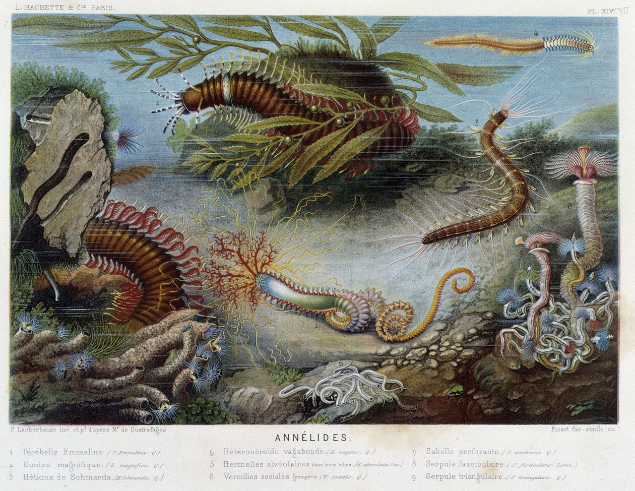 Sunapte de Duvernoy - i "" Le Monde de la Mer"" av Alfred Fredol. ed. Paris, Hackette. av French School