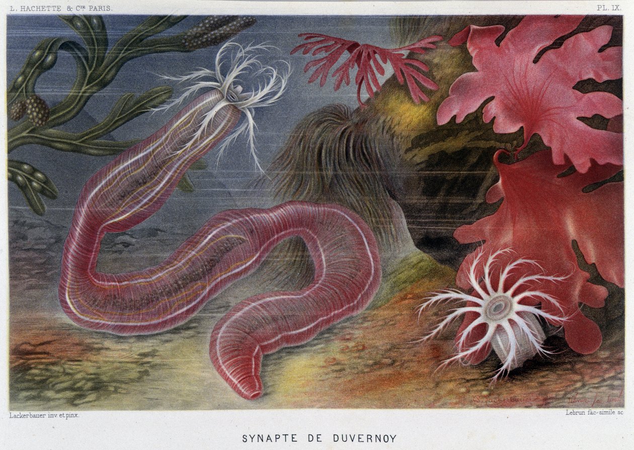 Sunapte de Duvernoy - i ""Le Monde de la Mer"" av Alfred Fredol. ed. Paris, Hachette. av French School