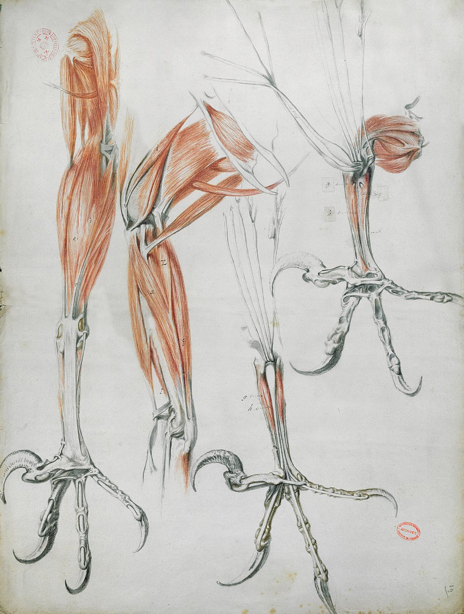Talons of an eagle, från La Mecanique des Animaux av Claude Perrault (1613-78) c.1670 (färgpenna på papper) av French School