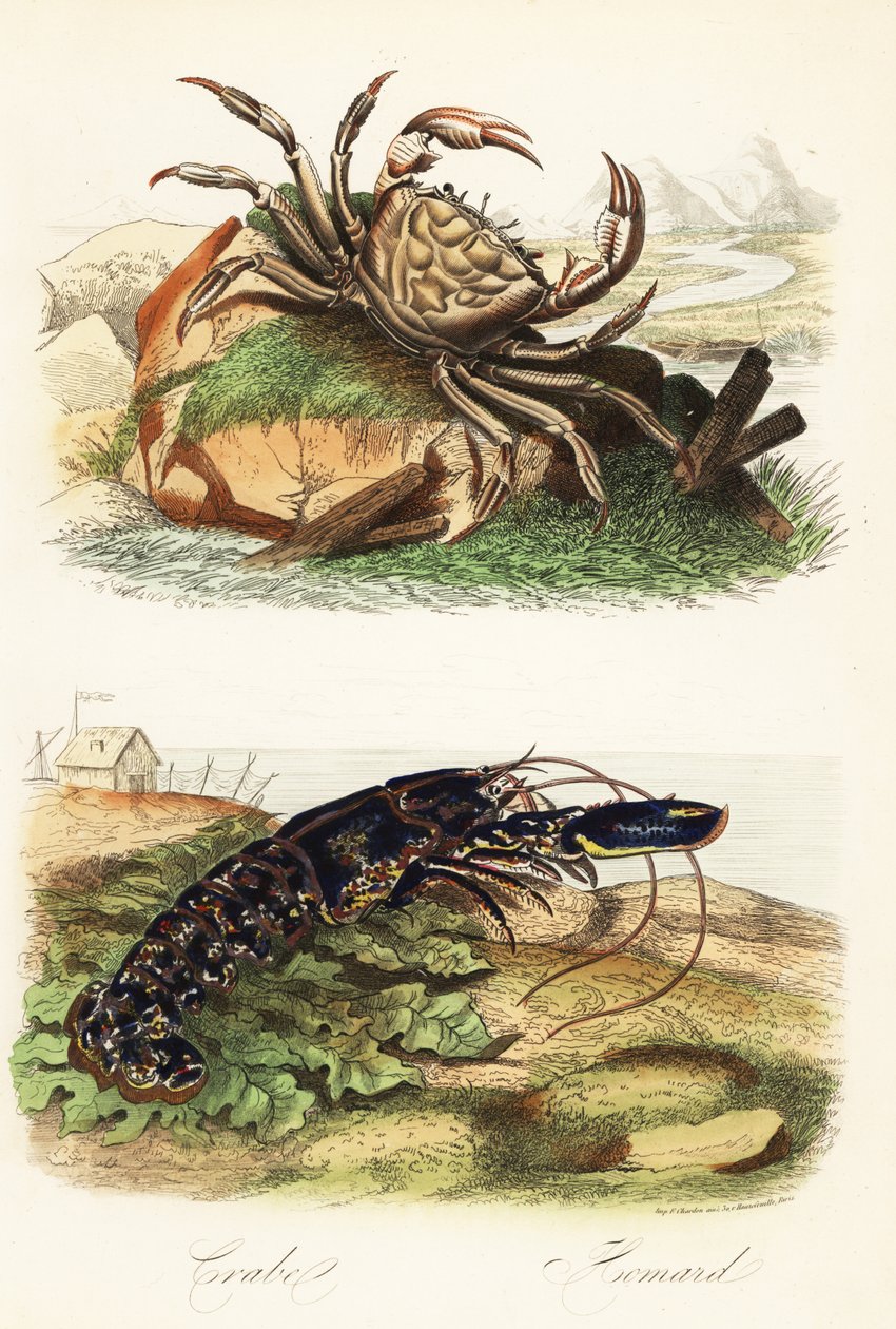 Tasmansk jättekrabba, Pseudocarcinus gigas och europeisk hummer, Homarus gammarus av French School