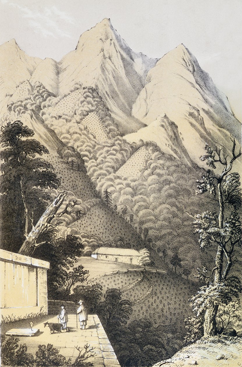 Teplantager i det gröna tedistriktet i Kina, hämtat från A Journey to the Tea Countries of China, publicerad första gången 1852, av Robert Fortune (1812-1880) av French School