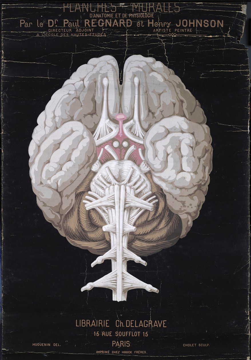 The Brain, från Planches Murales dAnatomie et de Physiologie av Dr. Paul Regnard och Henry Johnson av French School