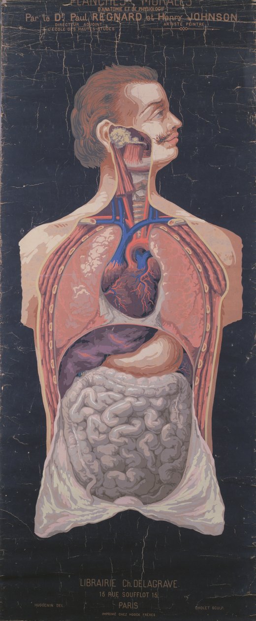 Bröstet och magen, från Planches Murales dAnatomie et de Physiologie av Dr. Paul Regnard och Henry Johnson av French School