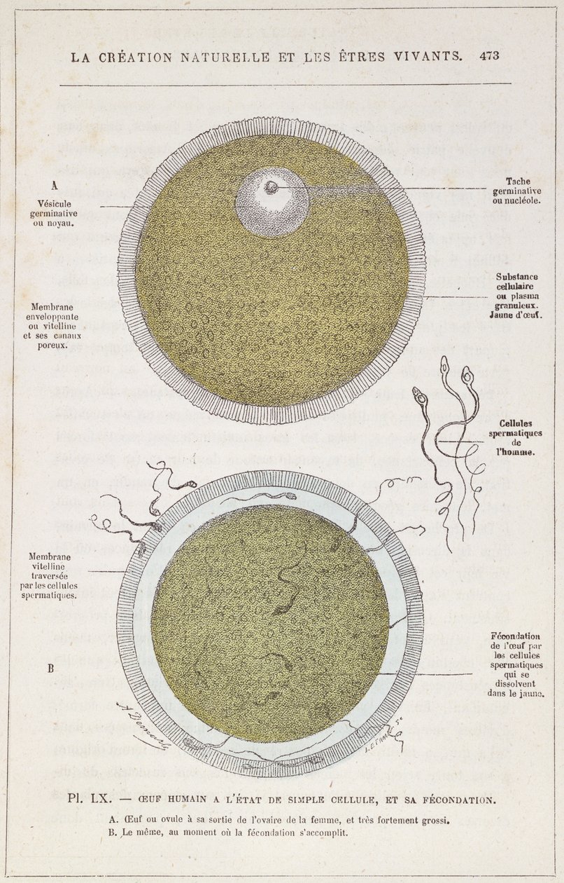 Befruktningen av ett mänskligt ägg, från naturlig skapelse och levande varelser av Dr. J. Rengade, ca 1880 av French School