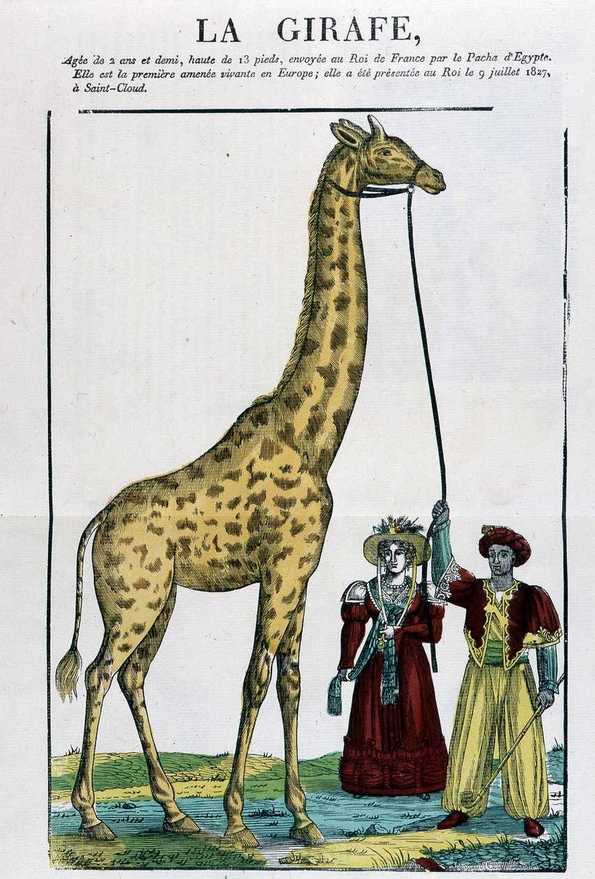 The Giraffe - Bild på Epinal av French School