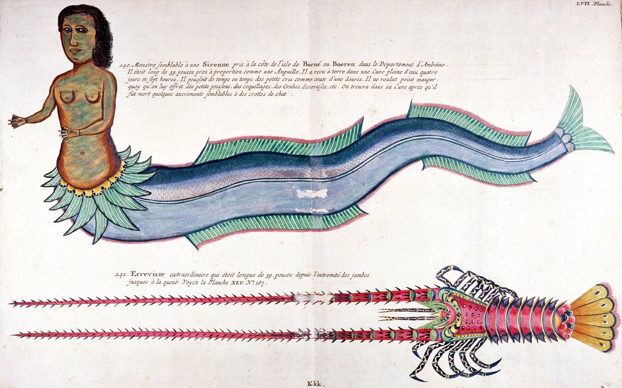 Sjöjungfrun av Amboyna, från "Fiskar, kräftor och krabbor i olika färger" av Louis Renard, publicerad i Amsterdam av French School