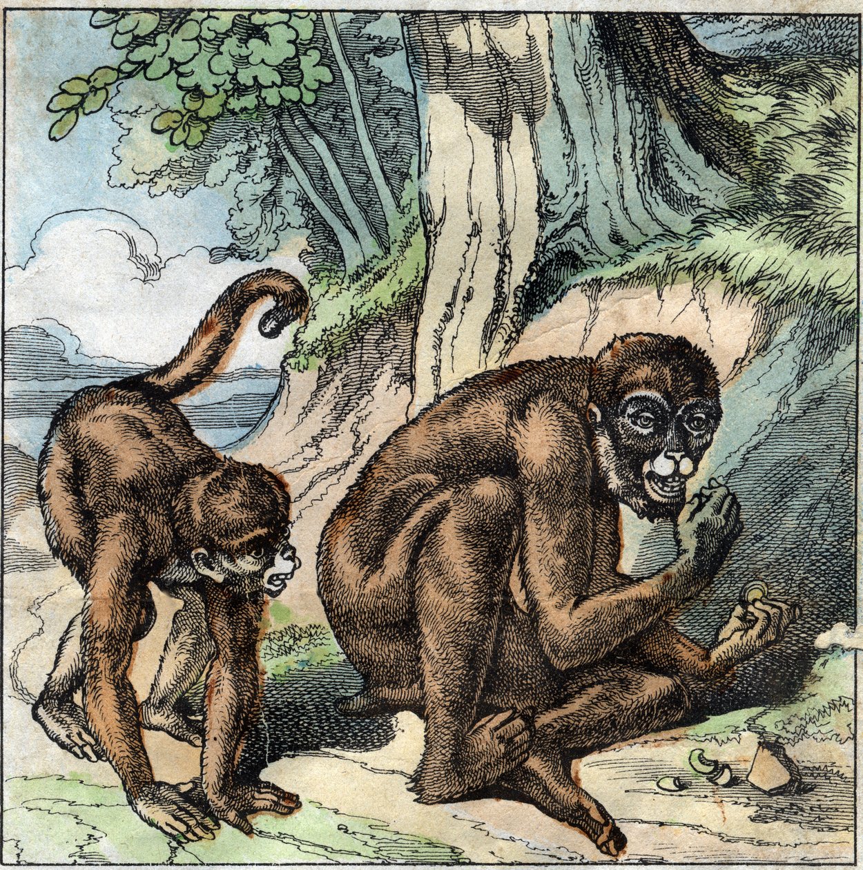Apan och nöten. Fabel av Jean-Pierre-Claris (Jean Pierre Claris) av Florian (1755-1794) romanförfattare, poet och fabulist fransk. Illustration av slutet av 1800-talet. av French School