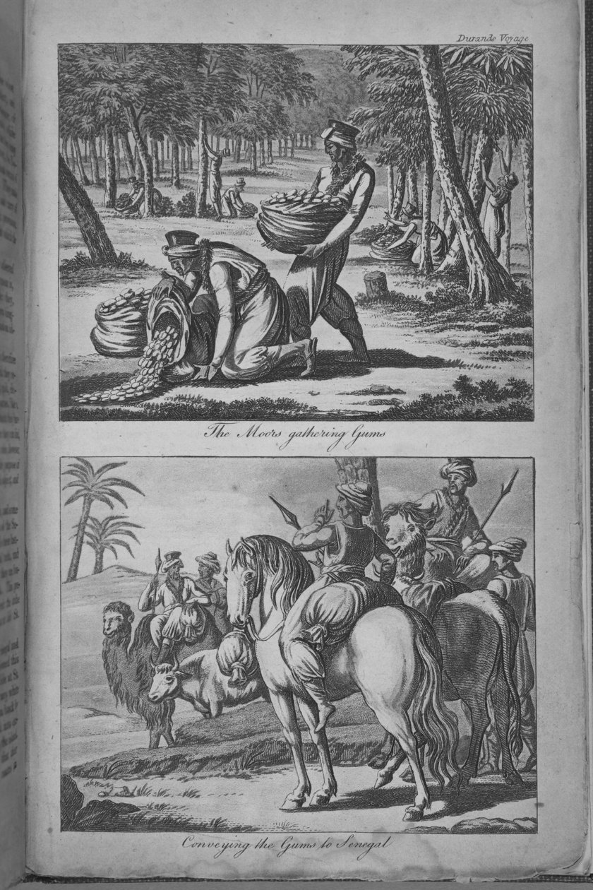 Morerna samlar tandkött och förmedlar tandköttet till Senegal, illustration från "A Voyage to Senegal..." av French School