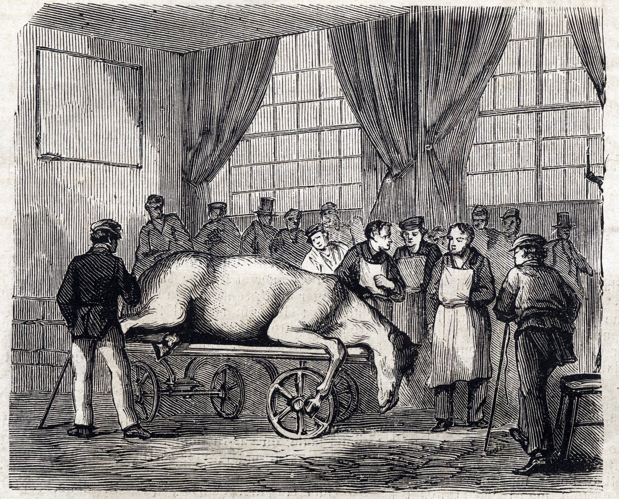 Den nationella veterinärskolan i Alfort - De stora skolorna i Frankrike - veterinärskolan i Alforts hus 1866 - operationssalen - Gravyr i "Le monde illustrious" från 1866 av French School