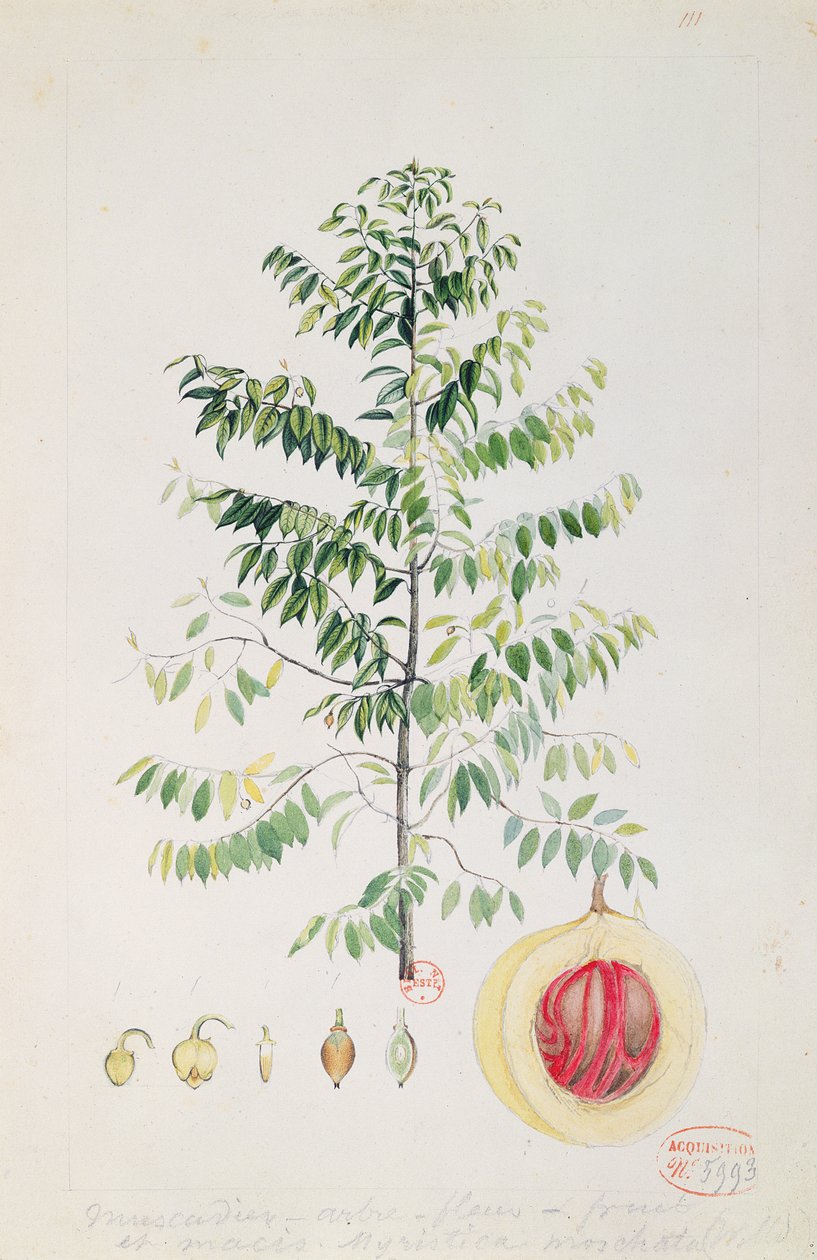 Muskotträdet, blomman och frukten (wc på papper) av French School