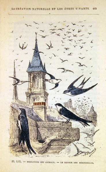 Svalornas återkomst. c.1880 (färggravyr) av French School