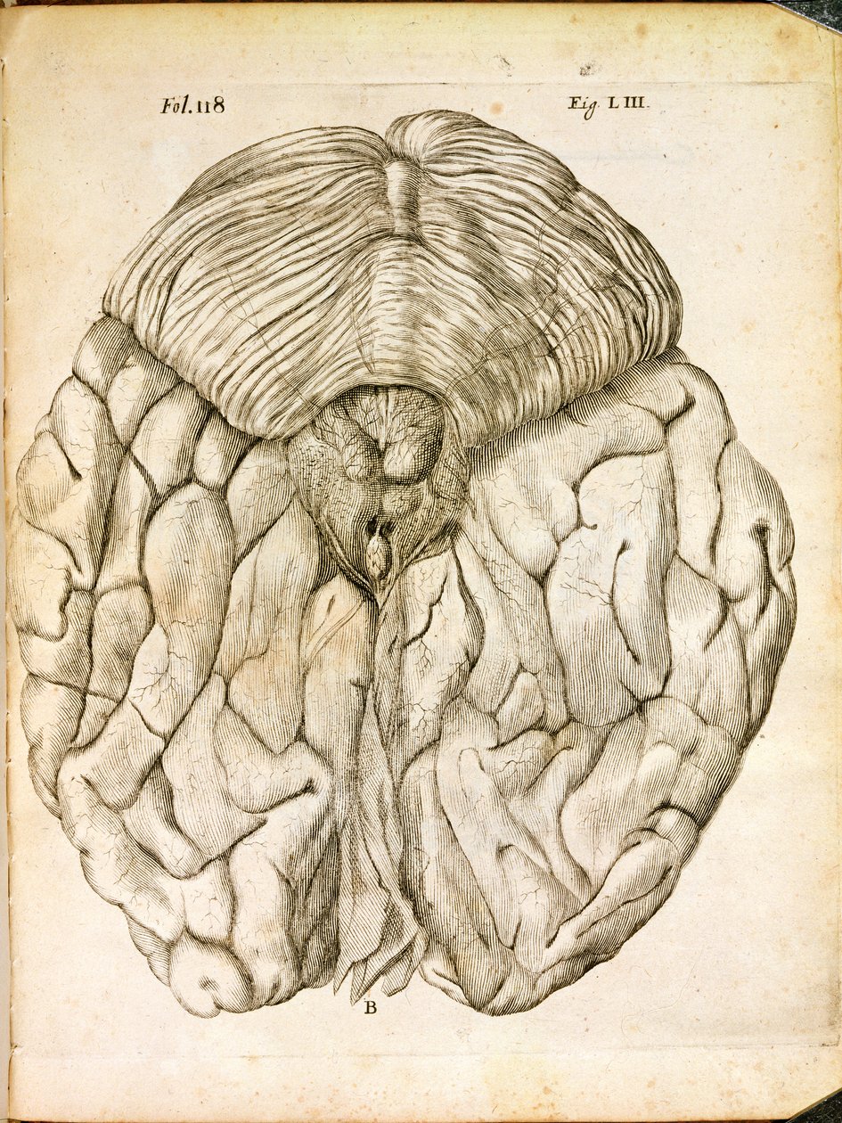 The Structure of the Brain, från De Homine Figuris av Rene Descartes (1596-1650) publicerad i Haag, 1662 av French School