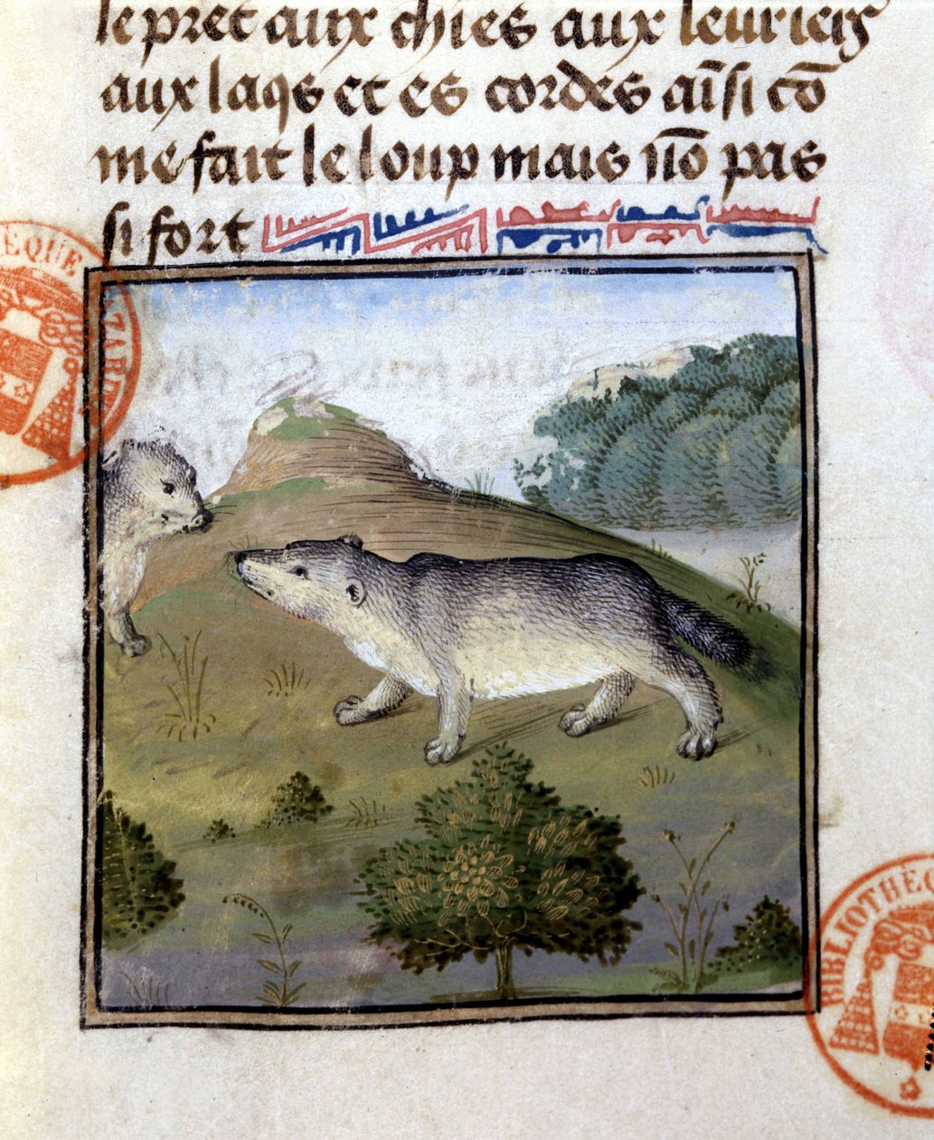 Grävlingen - i "" Hunting Book of Gaston Phoebus, Count of Foix, Lord of Béarn"" av French School