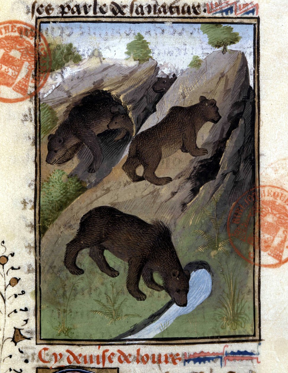 Björnen - i "" The Hunting Book of Gaston Phoebus, Count of Foix, Lord of Béarn"" av French School
