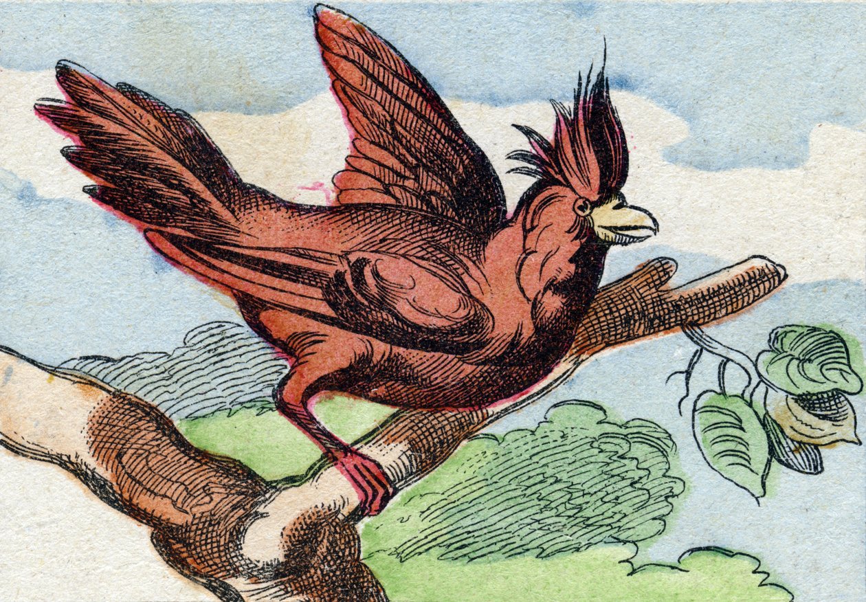 Kardinalen. Gravyr i "Buffon Alphabet des Oiseaux n 2". 3:e Serie N 2. Avbildning av Epinal, Epinal, sent 1800-tal. 16 sidor. Mått: 28x21cm av French School