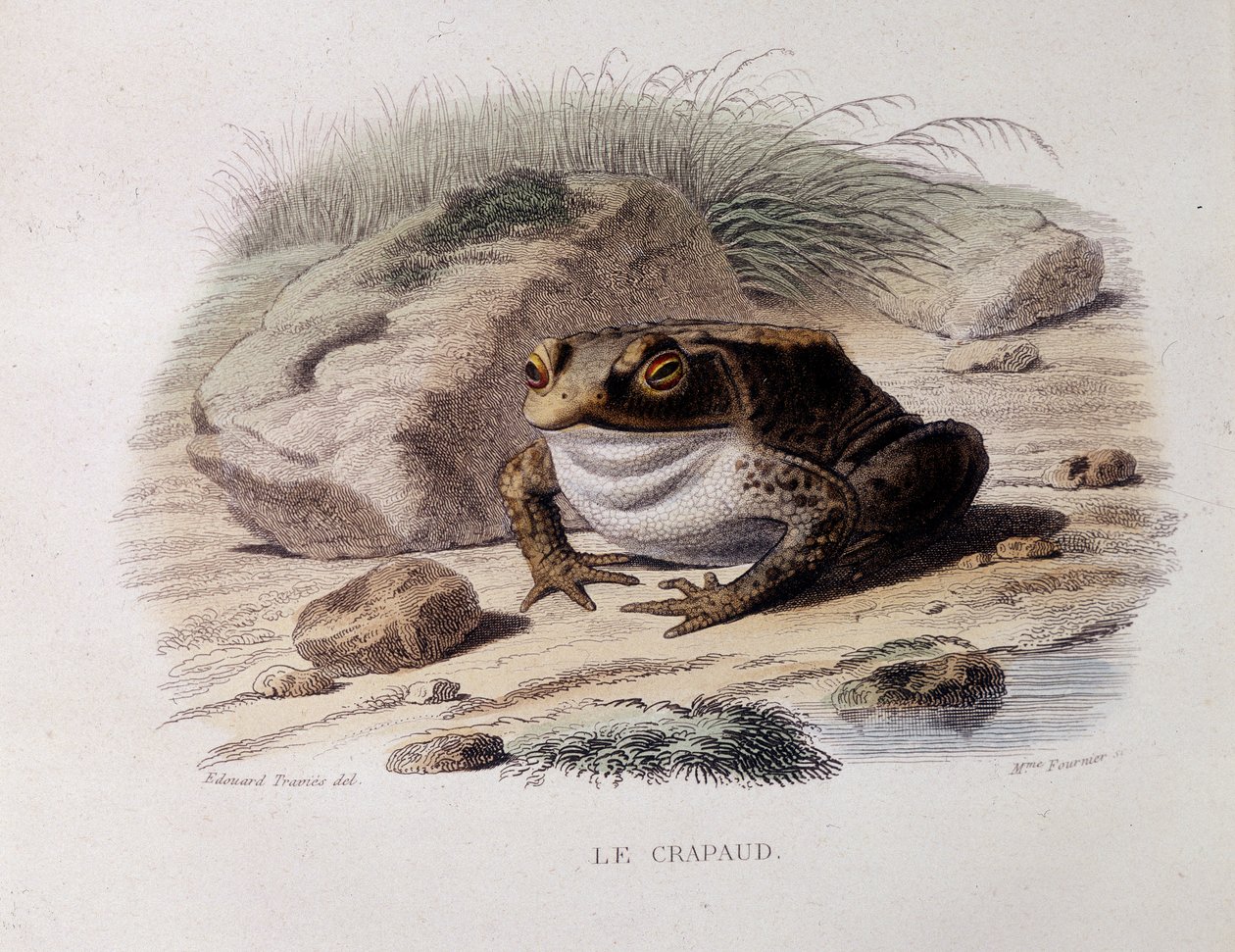 Den vanliga paddan (Bufo bufo) - i "" Lacepede"" av French School