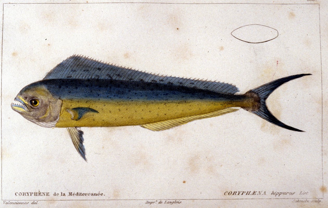 Medelhavets delfinfisk efter "fiskens naturhistoria" av Cuvier, Valenciennes, Paris av French School