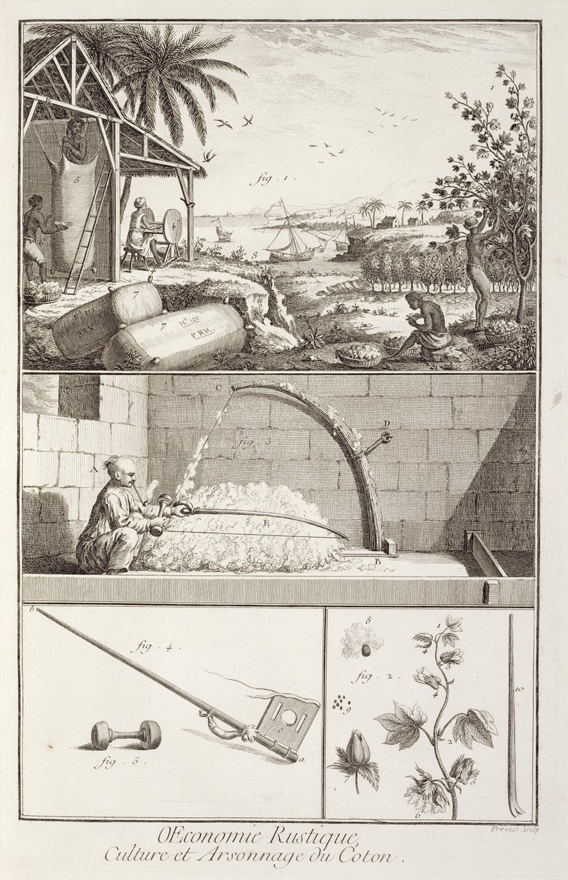 Odlingen av bomull, från Encyclopedia av Denis Diderot (1713-84), graverad av A. Provost (fl.1834-55), ca 1760 av French School