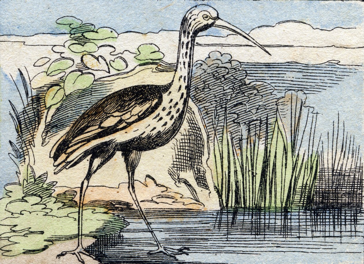 Snurren . Gravyr i "Buffon Alphabet des Oiseaux n 2". 3:e Serie N 2. Avbildning av Epinal, Epinal, sent 1800-tal. 16 sidor. Mått: 28x21cm av French School