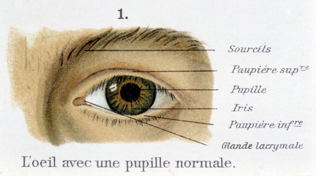 Ögat med normal pupill (detalj) av French School