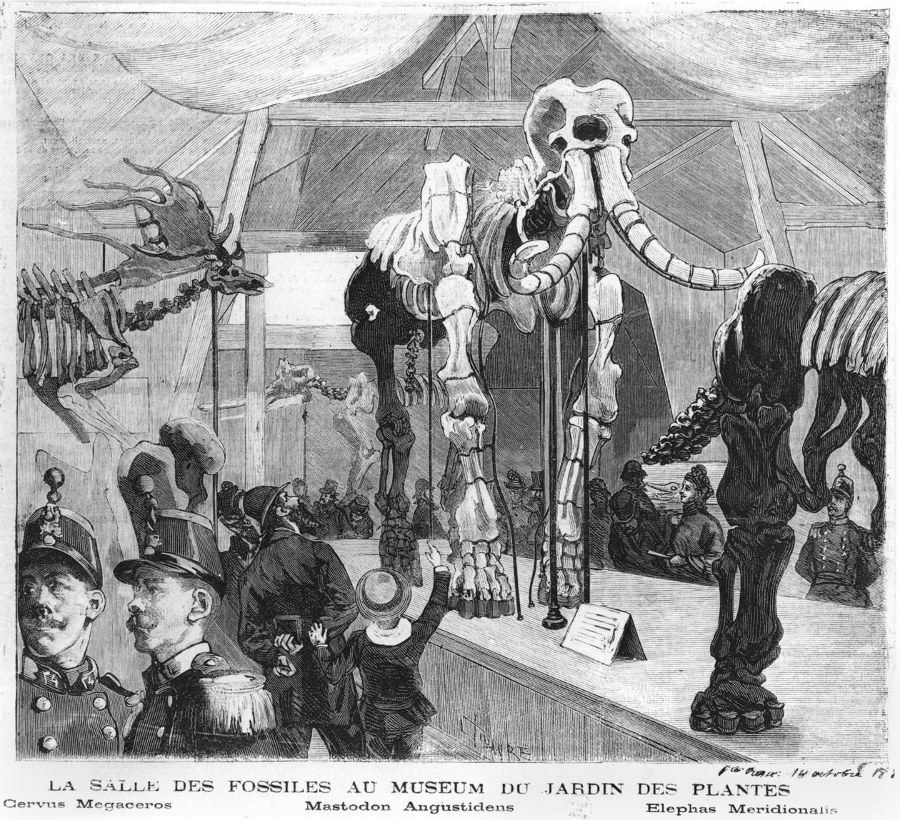 Fossilrummet på Naturhistoriska museet i Paris, ca 1880 av French School