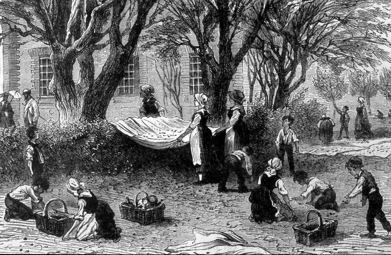 Skörden av oliver i Provence - i "" Industrins underverk", sent 1800-tal av French School